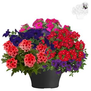 Bild von TP26 Patio Mix 5